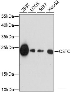 Western blot analysis of extracts of various cell lines using OSTC Polyclonal Antibody at dilution of 1:1000.