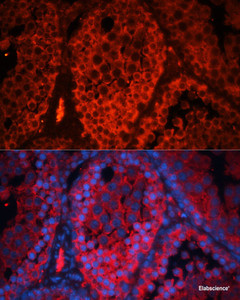 Immunofluorescence analysis of Mouse testis using Kctd19 Polyclonal Antibody at dilution of 1:100. Blue: DAPI for nuclear staining.