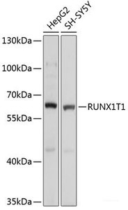 Western blot analysis of extracts of various cell lines using RUNX1T1 Polyclonal Antibody at dilution of 1:1000.