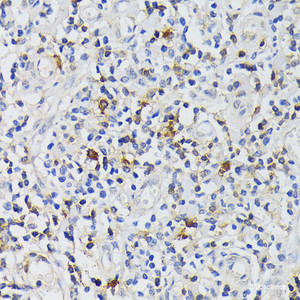 Immunohistochemistry of paraffin-embedded Human tonsil using CD3E Polyclonal Antibody at dilution of 1:200 (40x lens) .