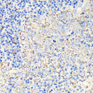 Immunohistochemistry of paraffin-embedded Human tonsil using FKBP1A Polyclonal Antibody at dilution of 1:200 (40x lens) .