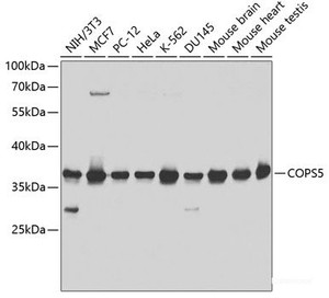 Western blot analysis of extracts of various cell lines using COPS5 Polyclonal Antibody at dilution of 1:1000.