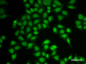 Immunofluorescence analysis of MCF-7 cells using PSMB9 Polyclonal Antibody