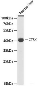 Western blot analysis of extracts of Mouse liver using CTSK Polyclonal Antibody at dilution of 1:1000.