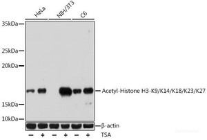 Western blot analysis of extracts of various cell lines using Acetyl-Histone H3-K9/K14/K18/K23/K27 Polyclonal Antibody at dilution of 1:1000. HeLa cells were treated by TSA (1 uM) at 37°C for 18 hours. NIH/3T3 cells were treated by TSA (1 uM) at 37°C for 18 hours. C6 cells were treated by TSA (1 uM) at 37°C for 18 hours.