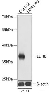 Western blot analysis of extracts from normal (control) and LDHB knockout (KO) 293T cells using LDHB Polyclonal Antibody at dilution of 1:1000.