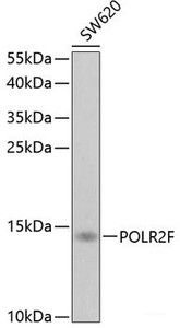 Western blot analysis of extracts of SW620 cells using POLR2F Polyclonal Antibody at dilution of 1:1000.