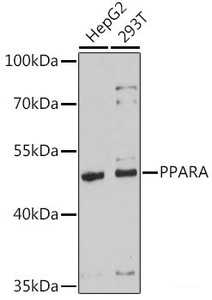 Western blot analysis of extracts of various cell lines using PPARA Polyclonal Antibody at dilution of 1:1000.