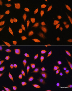 Immunofluorescence analysis of L929 cells using PNPO Polyclonal Antibody at dilution of 1:100. Blue: DAPI for nuclear staining.