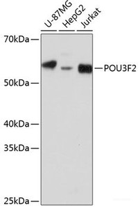 Western blot analysis of extracts of various cell lines using POU3F2 Polyclonal Antibody at dilution of 1:1000.