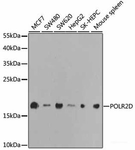 Western blot analysis of extracts of various cell lines using POLR2D Polyclonal Antibody at dilution of 1:1000.