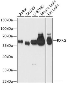 Western blot analysis of extracts of various cell lines using RXRG Polyclonal Antibody at dilution of 1:1000.