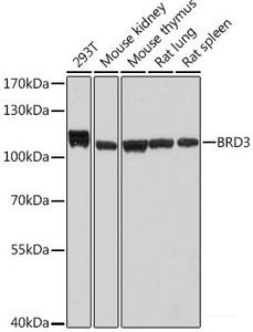 Western blot analysis of extracts of various cell lines using BRD3 Polyclonal Antibody at dilution of 1:1000.