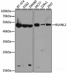 Western blot analysis of extracts of various cell lines using RUVBL2 Polyclonal Antibody at dilution of 1:1000.