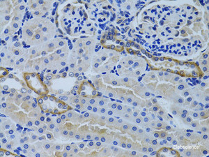 Immunohistochemistry of paraffin-embedded Rat kidney using FHL2 Polyclonal Antibody at dilution of 1:100 (40x lens) .