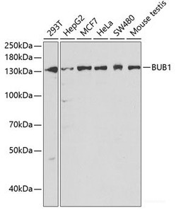 Western blot analysis of extracts of various cell lines using BUB1 Polyclonal Antibody at dilution of 1:1000.