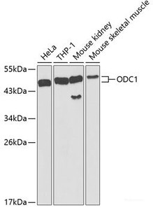 Western blot analysis of extracts of various cell lines using ODC1 Polyclonal Antibody at dilution of 1:1000.