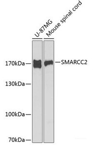 Western blot analysis of extracts of various cell lines using SMARCC2 Polyclonal Antibody at dilution of 1:1000.