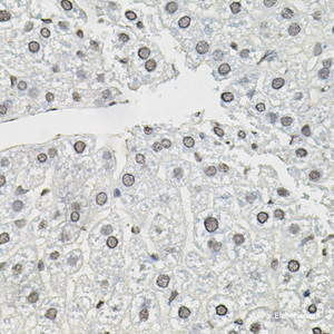 Immunohistochemistry of paraffin-embedded Mouse liver using TCEB1 Polyclonal Antibody