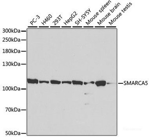 Western blot analysis of extracts of various cell lines using SMARCA5 Polyclonal Antibody at dilution of 1:1000.
