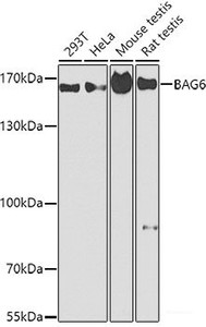 Western blot analysis of extracts of various cell lines using BAG6 Polyclonal Antibody at dilution of 1:1000.