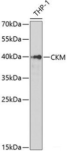 Western blot analysis of extracts of THP-1 cells using CKM Polyclonal Antibody at dilution of 1:1000.
