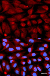 Immunofluorescence analysis of U2OS cells using CD70 Polyclonal Antibody
