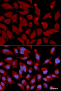 Immunofluorescence analysis of U2OS cells using DNMT3A Polyclonal Antibody