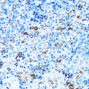 Immunohistochemistry of paraffin-embedded Rat spleen using FGFR2 Polyclonal Antibody at dilution of 1:100 (40x lens) .