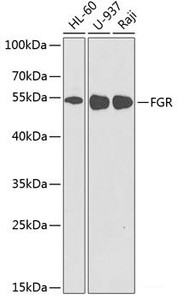 Western blot analysis of extracts of various cell lines using FGR Polyclonal Antibody at dilution of 1:1000.