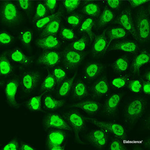 Immunofluorescence analysis of U2OS cells using KU70 Polyclonal Antibody at dilution of 1:100. Blue: DAPI for nuclear staining.