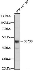 Western blot analysis of extracts of Mouse brain using GSK3B Polyclonal Antibody at dilution of 1:1000.