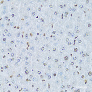 Immunohistochemistry of paraffin-embedded Mouse liver using HNF4A Polyclonal Antibody at dilution of 1:100 (40x lens) .