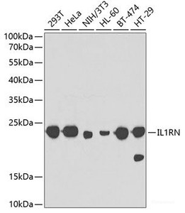 Western blot analysis of extracts of various cell lines using IL1RN Polyclonal Antibody at dilution of 1:1000.