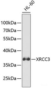 Western blot analysis of extracts of HL-60 cells using XRCC3 Polyclonal Antibody at dilution of 1:1000.