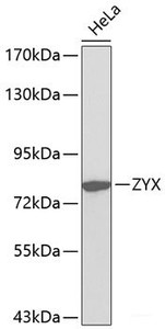 Western blot analysis of extracts of HeLa cells using ZYX Polyclonal Antibody.