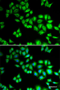 Immunofluorescence analysis of HeLa cells using CUL1 Polyclonal Antibody