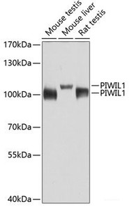 Western blot analysis of extracts of various cell lines using PIWIL1 Polyclonal Antibody at dilution of 1:1000.