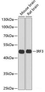 Western blot analysis of extracts of various cell lines using IRF3 Polyclonal Antibody at dilution of 1:1000.