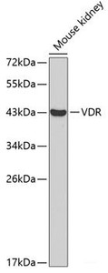 Western blot analysis of extracts of Mouse kidney using VDR Polyclonal Antibody at dilution of 1:1000.