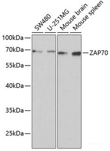 Western blot analysis of extracts of various cell lines using ZAP70 Polyclonal Antibody at dilution of 1:1000.