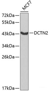 Western blot analysis of extracts of MCF-7 cells using DCTN2 Polyclonal Antibody at dilution of 1:1000.