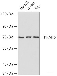 Western blot analysis of extracts of various cell lines using PRMT5 Polyclonal Antibody.