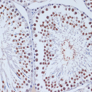 Immunohistochemistry of paraffin-embedded Rat testis using DNMT3L Polyclonal Antibody at dilution of 1:100 (40x lens) .