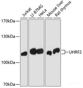 Western blot analysis of extracts of various cell lines using Uhrf2 Polyclonal Antibody at dilution of 1:1000.