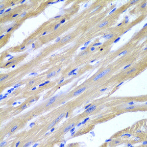 Immunohistochemistry of paraffin-embedded Mouse heart using HSPB2 Polyclonal Antibody at dilution of 1:200 (40x lens) .
