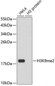 Western blot analysis of extracts of various cell lines using DiMethyl-Histone H3-K9 Polyclonal Antibody.