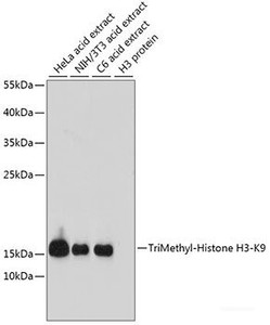 Western blot analysis of extracts of various cell lines using TriMethyl-Histone H3-K9 Polyclonal Antibody at dilution of 1:1000.