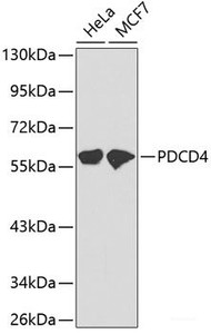 Western blot analysis of extracts of various cell lines using PDCD4 Polyclonal Antibody.