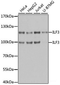 Western blot analysis of extracts of various cell lines using ILF3 Polyclonal Antibody at dilution of 1:1000.